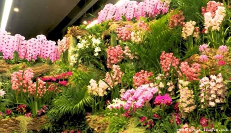 download heavenly bloom images