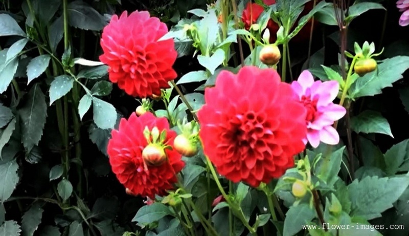 download outdoor blossom photos