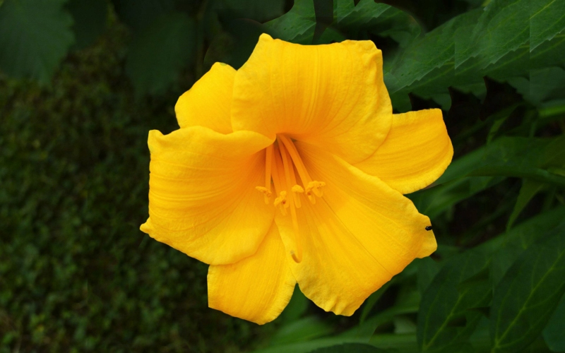 beautiful flowers images