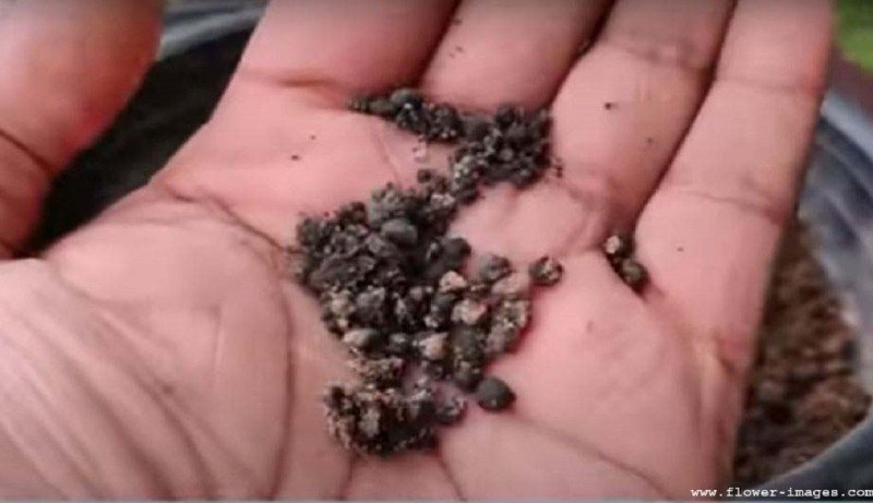fertilizer-1-copy