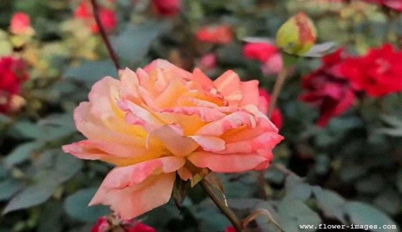 garden-copy-1
