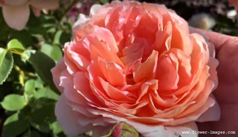 pink-4-copy