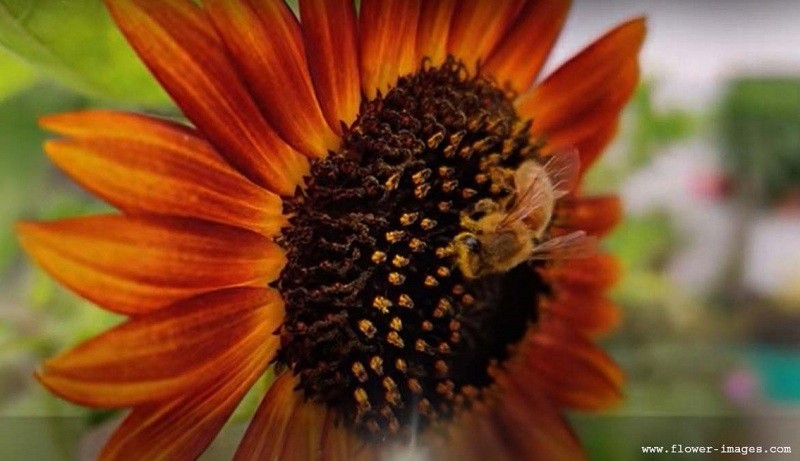 with-bee-copy