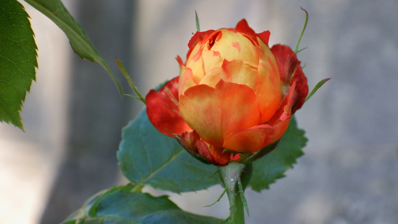 flowers photos download
