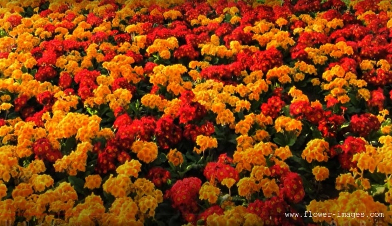 Relaxing blossom photos