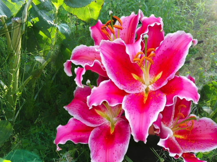 beautiful images of flowers