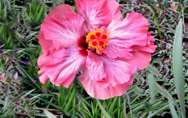flower pictures