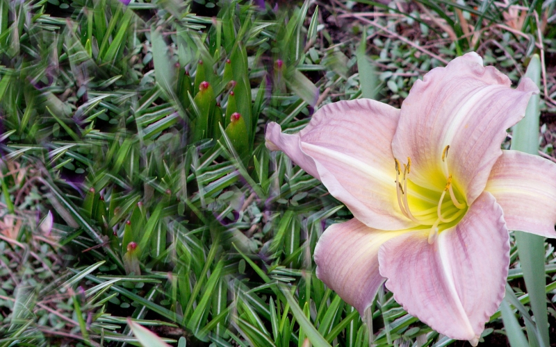 images of flowers