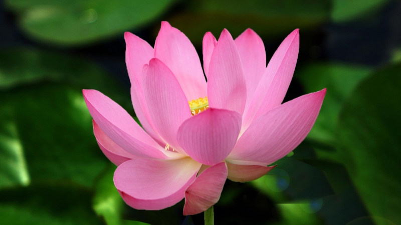 flowers photos