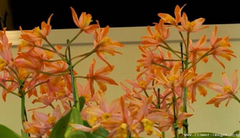 download green bloom images