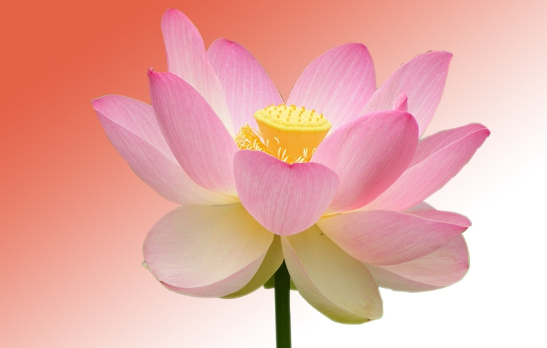 photos of flowers