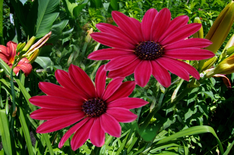 love flowers images