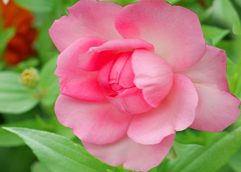 flower images