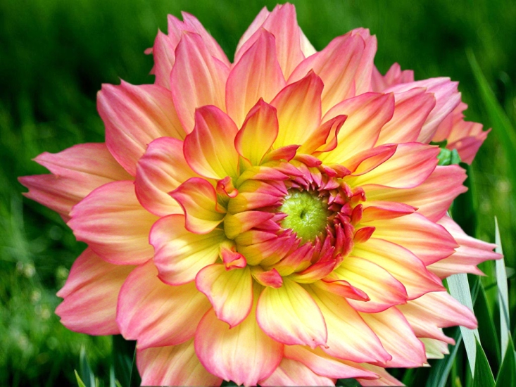 pictures of beautiful flowers