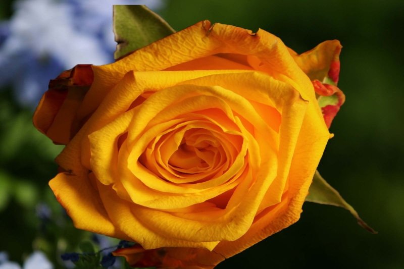 beautiful flowers images download