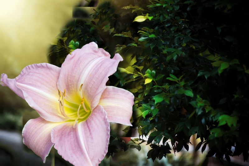 photo flower