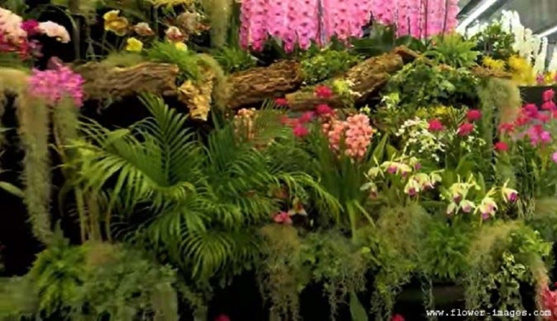 download happy bloom images