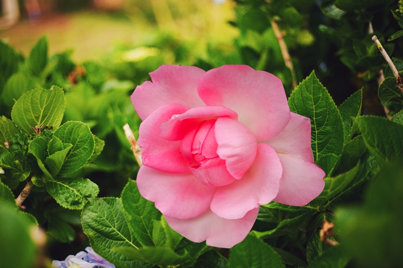 pics of flowers