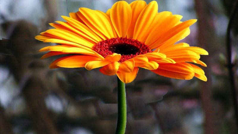 flowers images download