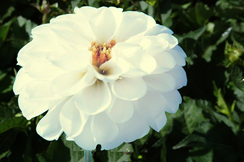 beautiful flowers download