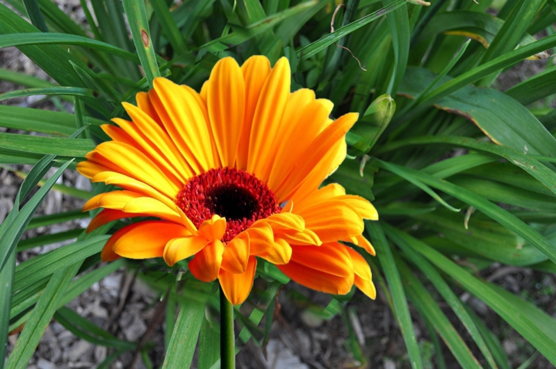 beautiful flowers pictures