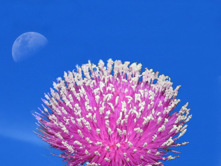 images flowers