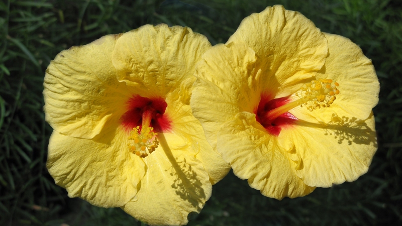 flowers download