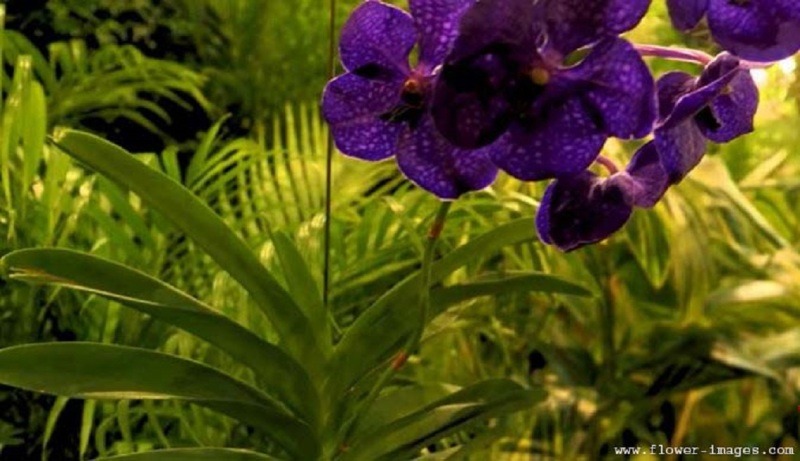 Sensational blossom photos