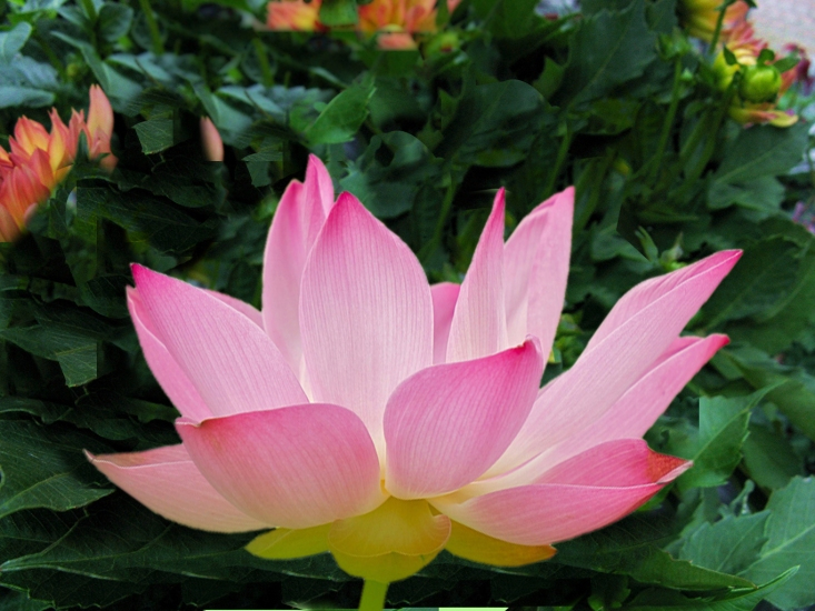 flowers pics