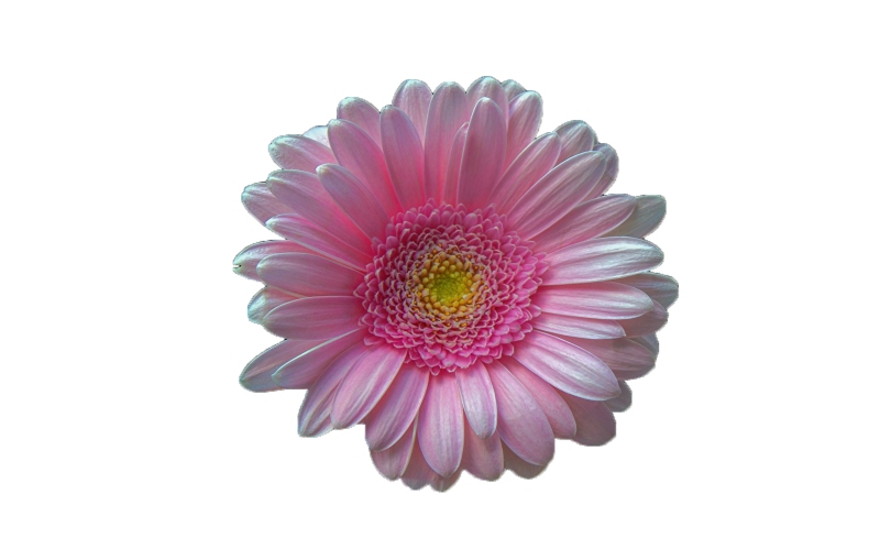 flowers pictures download