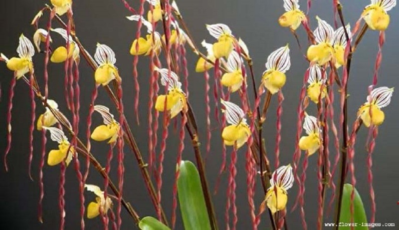 download growing bloom images