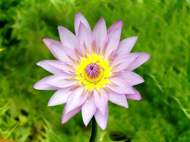 flower photography
