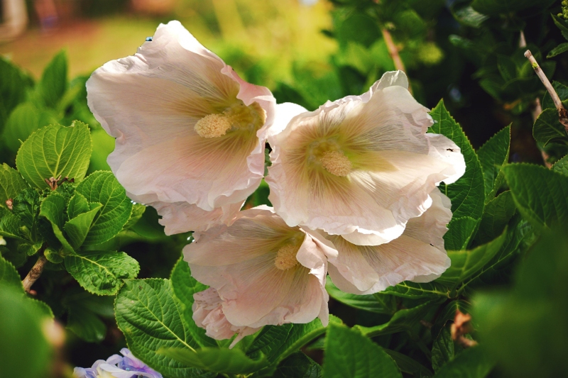 flower images free download