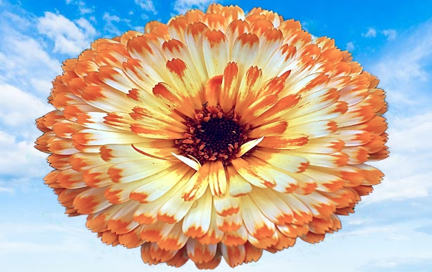 images of beautiful flowers