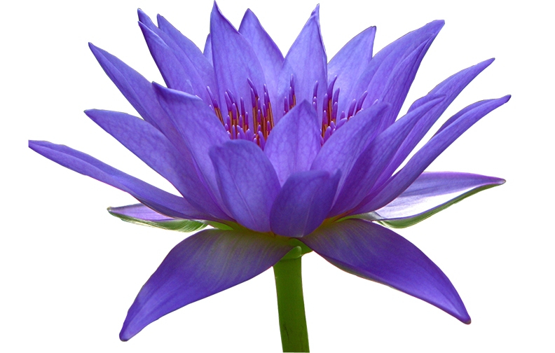 pictures of flowers