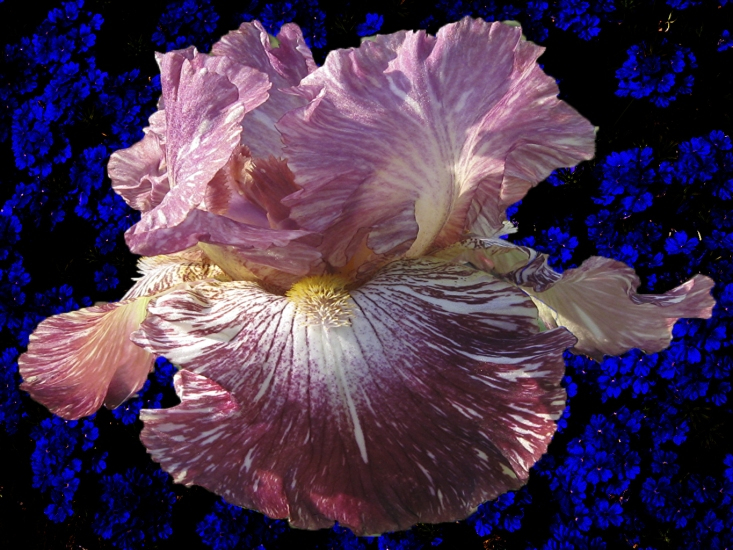 beautiful pictures of flowers
