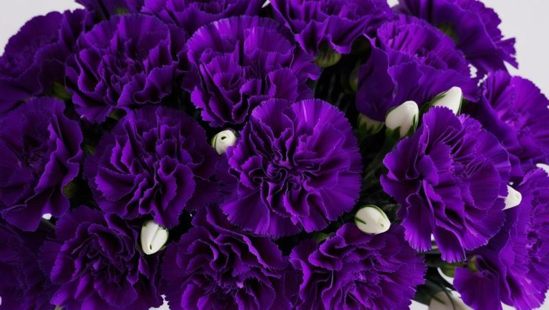 Beautiful-carnation-bouquet-with-purple-color-strip-and-white-color-note-in-HD-look.-3223