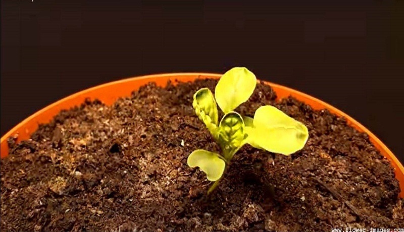 Verdant bloom images