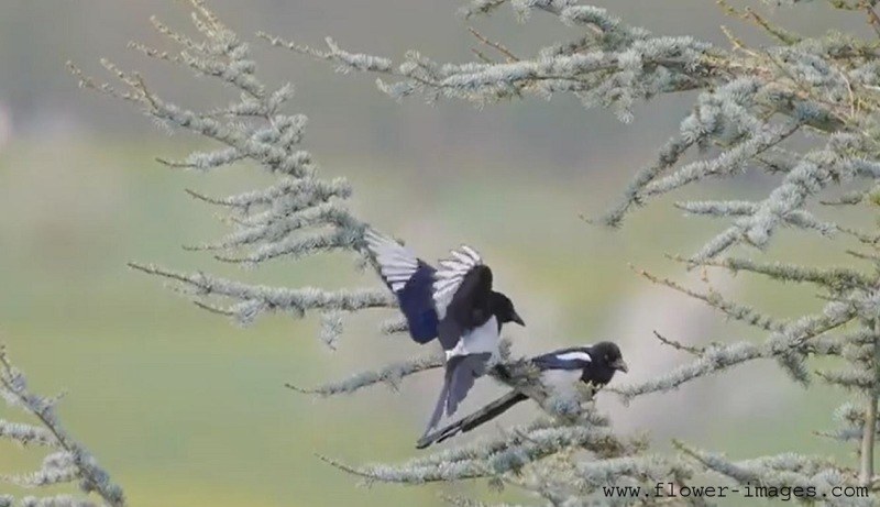 Perfect blossom photos