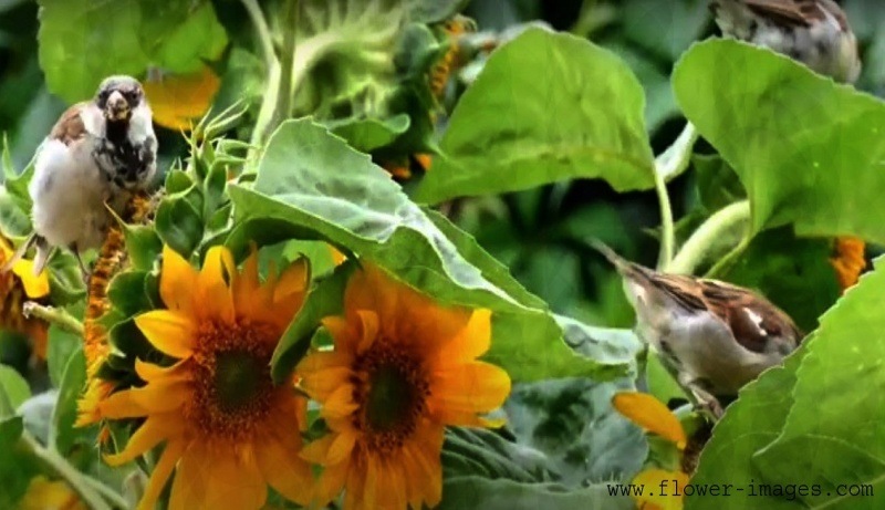 Redhot bloom pics