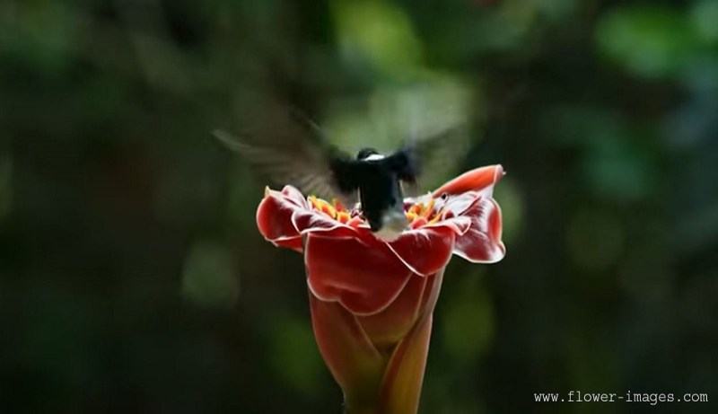 download moist blossom photos