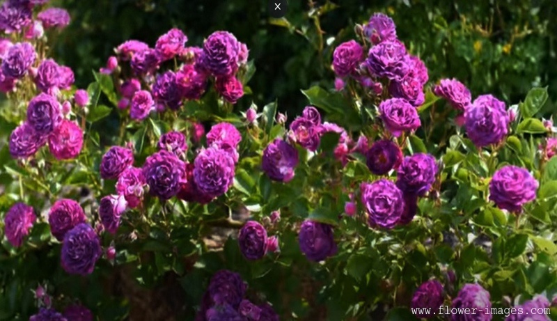 download oppressive blossom photos