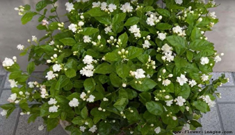 download light blossom photos
