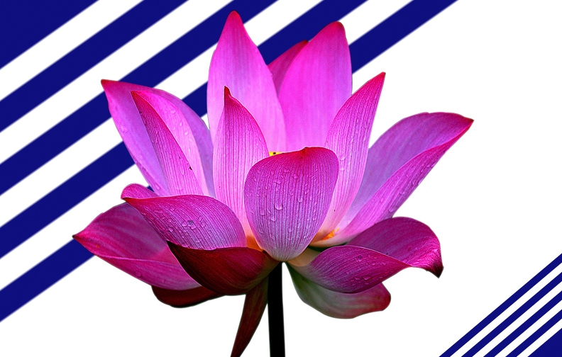 flowers pictures free download