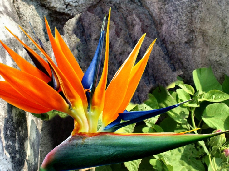nice flower picture
