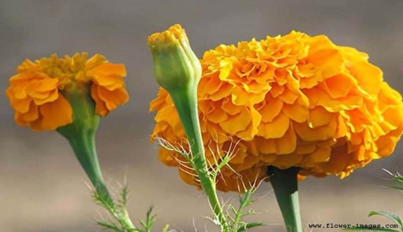download magical blossom photos