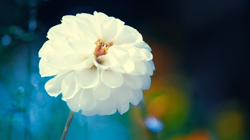 -flowers-wallpapers