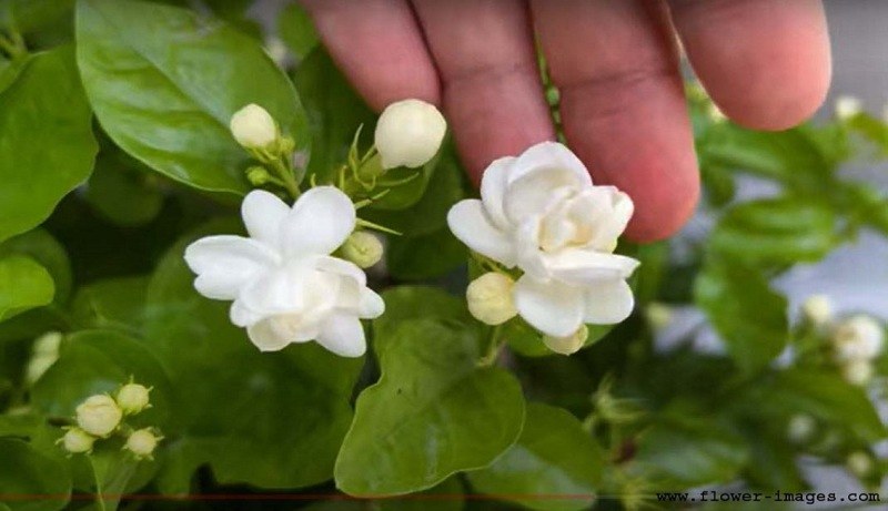 download leisurely blossom photos