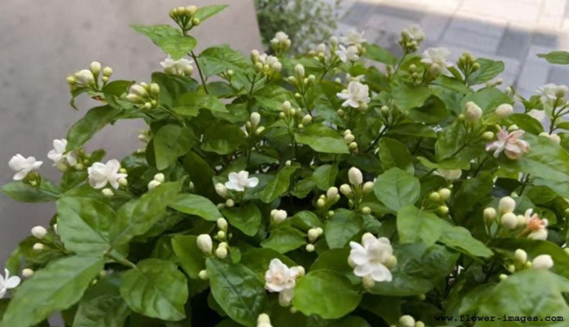 download lazy blossom photos