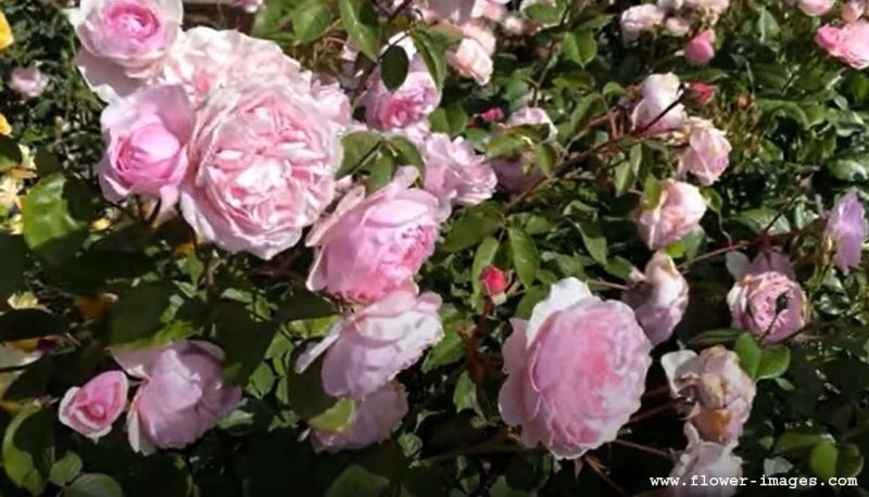 download lakeside bloom images